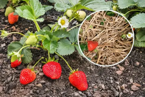 Słoma to świetny sposób, czym ściółkować truskawki. Chroni owoce przed zabrudzeniem i wilgocią.