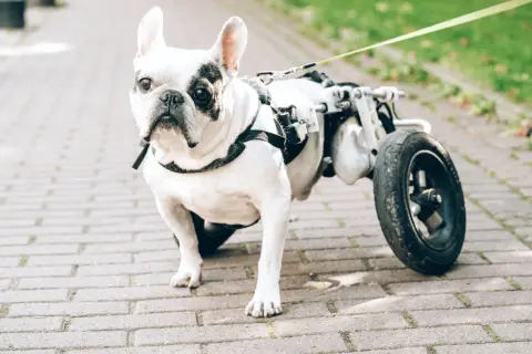 Un bouledogue français blanc et noir, un chien handicapé avec un chariot pour ses pattes arrières, se promène sur un chemin pavé.
