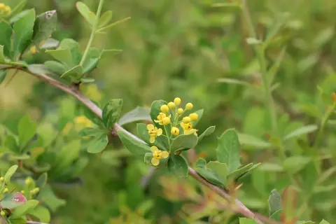 Ramo di berberis con piccoli fiori gialli. La berberina, estratta da questa pianta, è nota per i suoi benefici sul colesterolo.