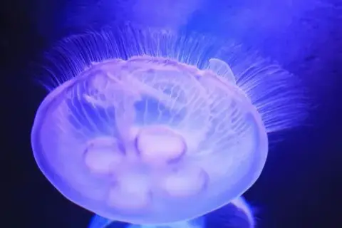 Jak się rozmnażają meduzy? Zaskakujące fakty o ich cyklu życia