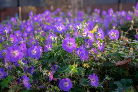 Kwitnące rabaty z fioletowymi kwiatami geranium rozanne, tworzące barwny dywan.