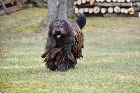 Owczarek bergamasco z charakterystyczną, dredowatą sierścią biegnie po trawie.