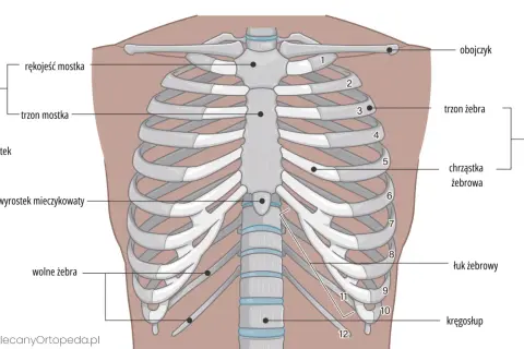 Anatomia klatki piersiowej: mostek, obojczyk i żebra. Widoczne są żebra prawdziwe, fałszywe i wolne, połączone z kręgosłupem.