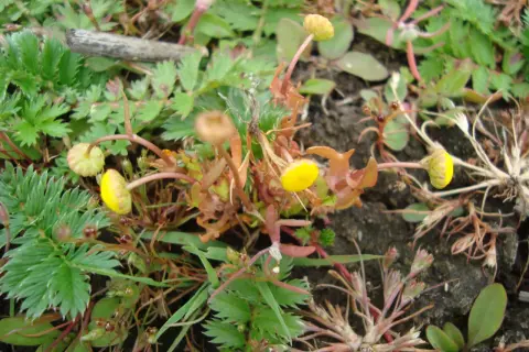 Petites fleurs jaunes et bourgeons sur des tiges fines, entourés de feuilles vertes dentelées, évoquant une **cotule pied-de-corbeau** dans un sol rocailleux.