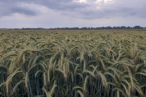 Pszenżyto Meloman: Jak plonować na słabych i zakwaszonych glebach?