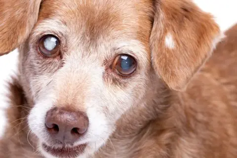 Ein älterer Hund mit grauem Star im Auge blickt sanft in die Kamera.