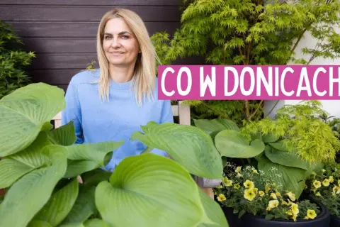 Co wsadzić do dużej donicy, aby stworzyć piękną dekorację?