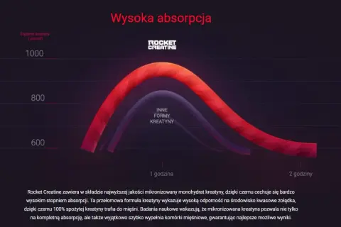 Wykres pokazuje wysoką absorpcję kreatyny. Kiedy brać kreatynę? Rocket Creatine zapewnia 100% wchłaniania.