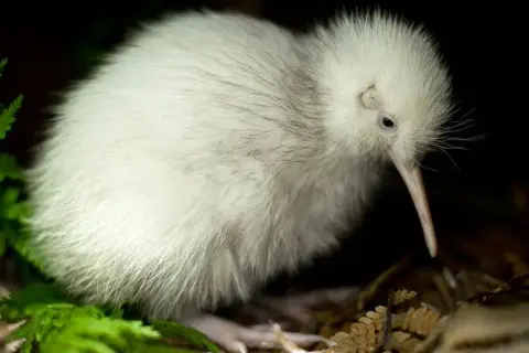 Co warto wiedzieć o kiwi z Nowej Zelandii unikalnym ptaku