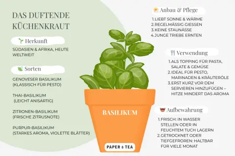 Basilikum im Topf, liebt Sonne und Wärme. Ideal für Pasta und Pesto.