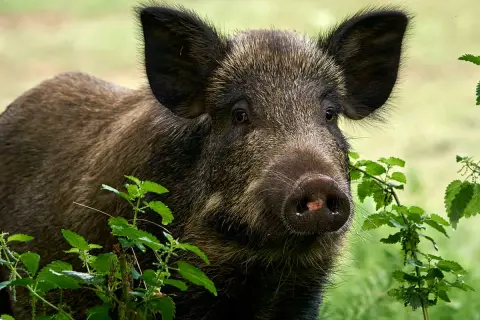 Un jeune bébé sanglier, curieux, émerge de la végétation verdoyante.