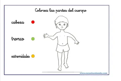 Actividades infantiles para colorear partes del cuerpo humano: cabeza, tronco y extremidades.
