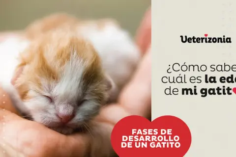 Un gatito recién nacido en una mano. El texto pregunta: "¿Cómo saber cuál es la edad de mi gatito?".