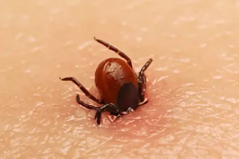 Cómo se mueren las garrapatas: métodos efectivos para eliminarlas