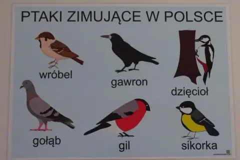 Ptaki zimujące w Polsce: jak mądrze pomóc i je rozpoznać?