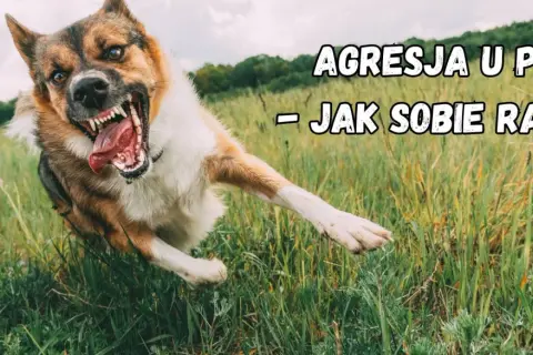 Agresja lękowa u psa. Wściekły pies w trawie, z otwartym pyskiem i widocznymi kłami.