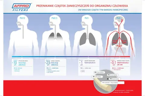 PM2.5 co to? Ilustracja pokazuje, jak cząstki zanieczyszczeń o różnej wielkości (PM10, PM2.5, PM1, PM0.1) przenikają do organizmu człowieka, od dróg oddechowych po układ krwionośny.