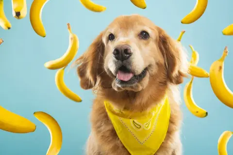 Radosny golden retriever w żółtej bandanie otoczony przez latające banany. Czyżby to był banan dla psa?