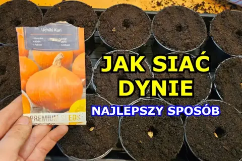 Jak siać dynie: sprawdzone metody i tajniki udanej uprawy