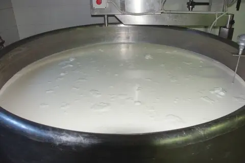 Grande vasca in acciaio inox piena di latte, pronta per la produzione casearia. Si intravede un sensore di temperatura.