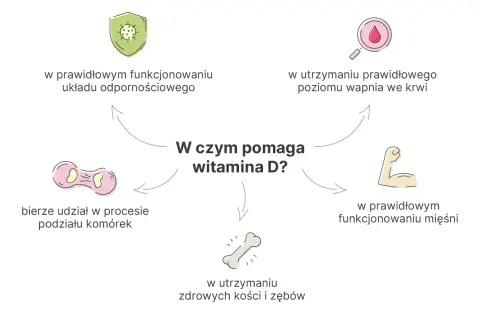 W czym pomaga witamina D? Wspiera odporność, prawidłowy poziom wapnia, mięśnie, kości, zęby i podział komórek.