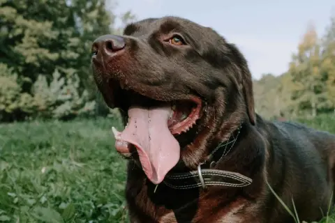 Un labrador oscuro jadea en la hierba, su lengua rosada colgando. Quizás se pregunte porque jadean los perros cuando hace calor.