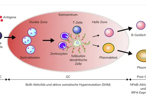 Schema der B-Zell-Entwicklung im Keimzentrum, von naiven B-Zellen über Zentroblasten und Zentrozyten zu Plasmazellen und B-Gedächtniszellen. Dies ist relevant für das Verständnis von B-Zell-Lymphomen.