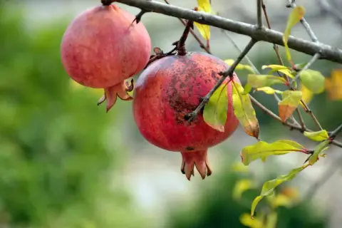 Due melograni maturi pendono da un ramo. L'albero di melograno mostra i suoi frutti rossi e le foglie autunnali.