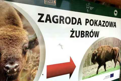 Tablica informacyjna "Zagroda pokazowa żubrów" w Bieszczadach. Widok na zbliżenie głowy żubra i drugiego żubra w oddali.
