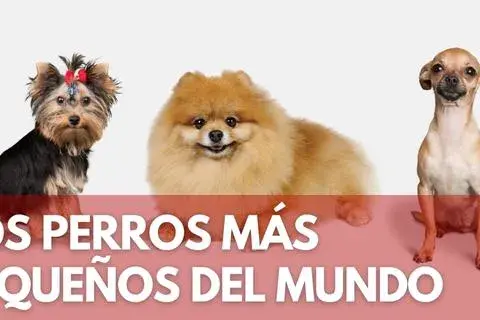 El perro más pequeño del mundo: sorprendente historia de Pearl