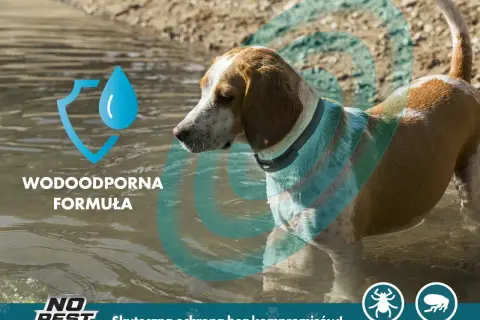 Jak działa obroża antykleszczowa i jak skutecznie chroni Twojego psa