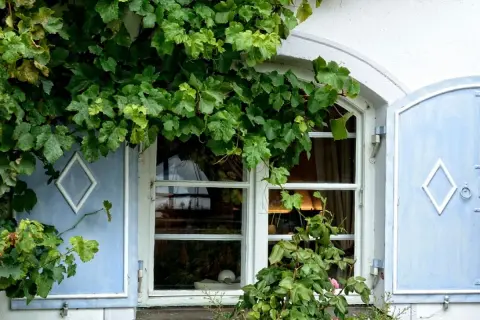 Wieloletnie pnącza na balkon: Stwórz zieloną oazę w bloku!