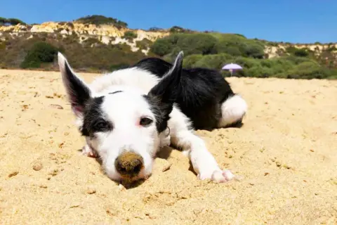 Un perro blanco y negro descansa en la arena de la playa, con colinas verdes y el cielo azul al fondo.