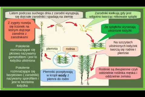 Jak rozmnażają się mchy? Odkryj fascynujące metody ich życia