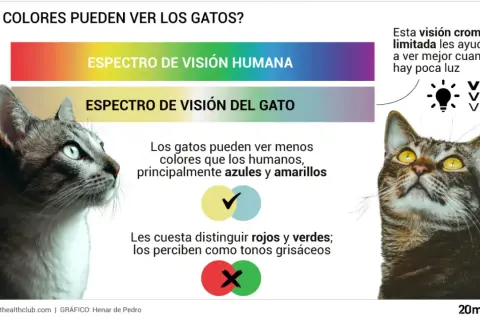 Los gatos ven menos colores que los humanos, principalmente azules y amarillos. Su visión limitada les ayuda en poca luz.