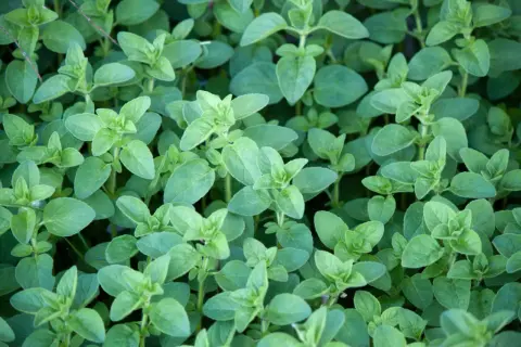 Dichtes Grün von Oregano-Pflanzen. Der ideale Oregano standort ist sonnig und trocken, was sich in diesem üppigen Wuchs widerspiegelt.