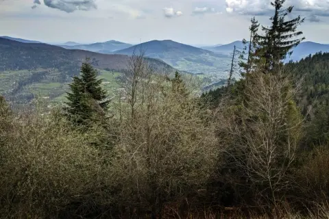 Widok na Beskid Wyspowy z gęstym lasem i doliną w tle.