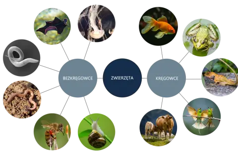 Diagram zwierząt: bezkręgowce (nicień, meduza, płaziniec) i kręgowce (ryba, żaba, jaszczurka, ptak, bydło).