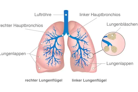 Anatomie der Lunge mit Luftröhre, Bronchien, Lungenbläschen. Wichtige Infos für die Lebenserwartung bei Lungenkrebs und Strahlentherapie.