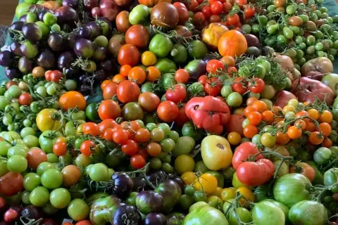 Ett överflöd av tomater i alla färger och storlekar, inklusive mörka, nästan svarta tomater, gröna, röda och orange.