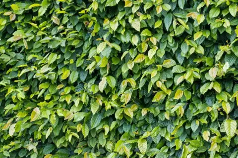 Gęsty, zielony żywopłot z grabu tworzy naturalną ścianę. Liście mienią się odcieniami zieleni i żółci.