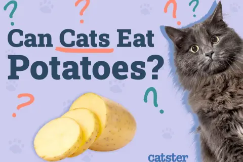 A fluffy gray cat looks curiously at sliced potatoes, with the question "Can cats eat potatoes?" prominently displayed.