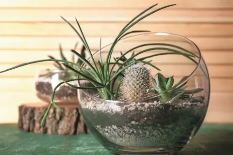 Miniaturowy ogród w szklanej kuli: sukulenty i kaktus w otoczeniu kamyków i ziemi. Kwiaty w wodzie w szkle tworzą zieloną oazę.