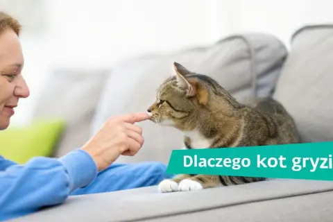 Kobieta delikatnie dotyka nosa kota, który leży na kanapie. Dowiadujemy się, dlaczego kot gryzie.