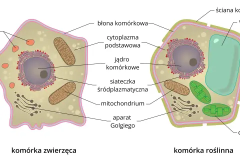 Czym różni się komórka roślinna od zwierzęcej? Kluczowe różnice, które musisz znać