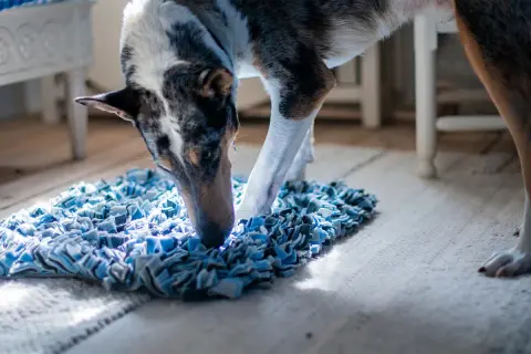 En hund med fläckigt mönster nosar på en blå matta. Denna banta hund verkar njuta av att leta efter godis.