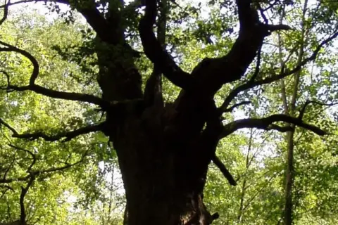 Eine dicke Marie, ein alter Baum mit knorrigen Ästen, ragt in den sonnendurchfluteten Wald.