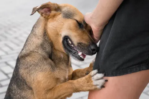 Perro marrón y negro apoyado en la pierna de una persona. ¿Cómo saber si mi perro es sordo? Observa su reacción a los sonidos.