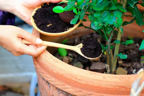Händer sprider kaffesump ur en skål med en träsked runt en planta i en terrakottakruka. Kaffesump mot sniglar är ett naturligt sätt att skydda växter.