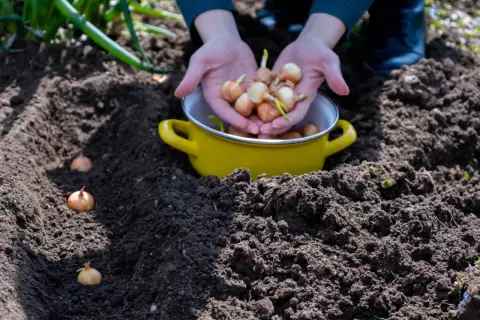 Ręce trzymające cebulki czosnku nad żółtą miską, obok posadzonych w ziemi cebulek.